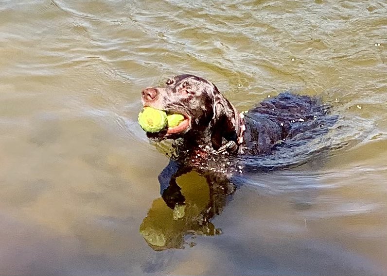 ZoeGSP_NL's tweet photo. finally Zoë got 2 balls in her mouth at once🎾🎾 https://t.co/mZcg5rvpTO