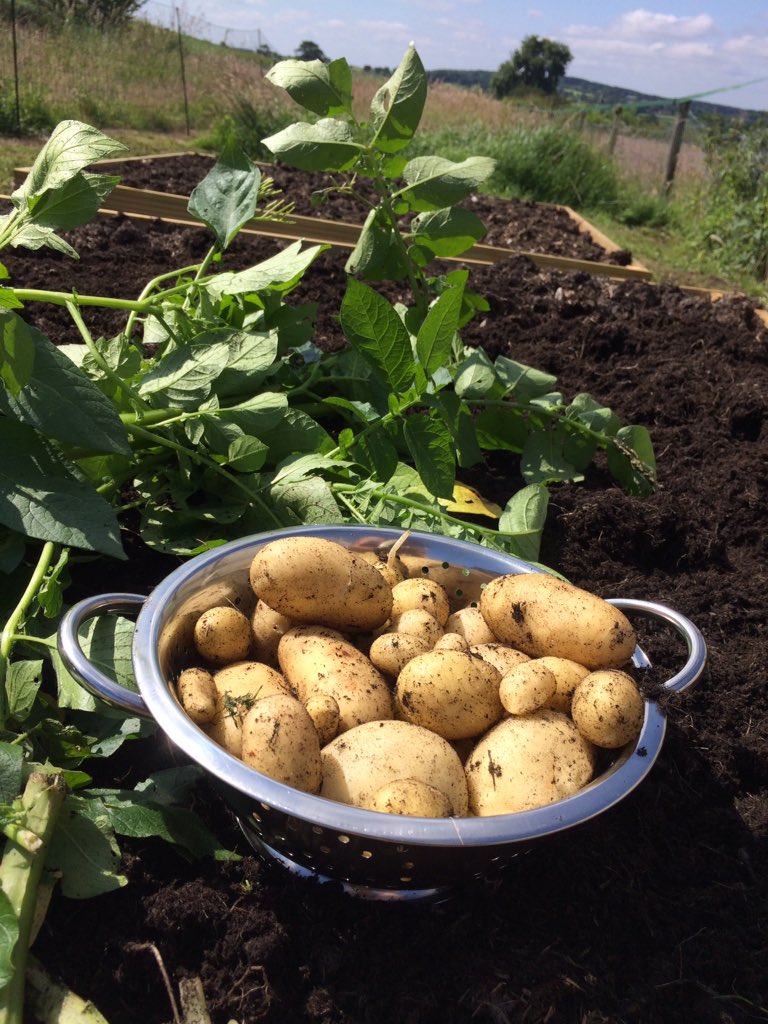 Contemplating if it’s possible to live off my pocket of land, loving all the fresh produce ❤️ #growyourown #digfreegardening
