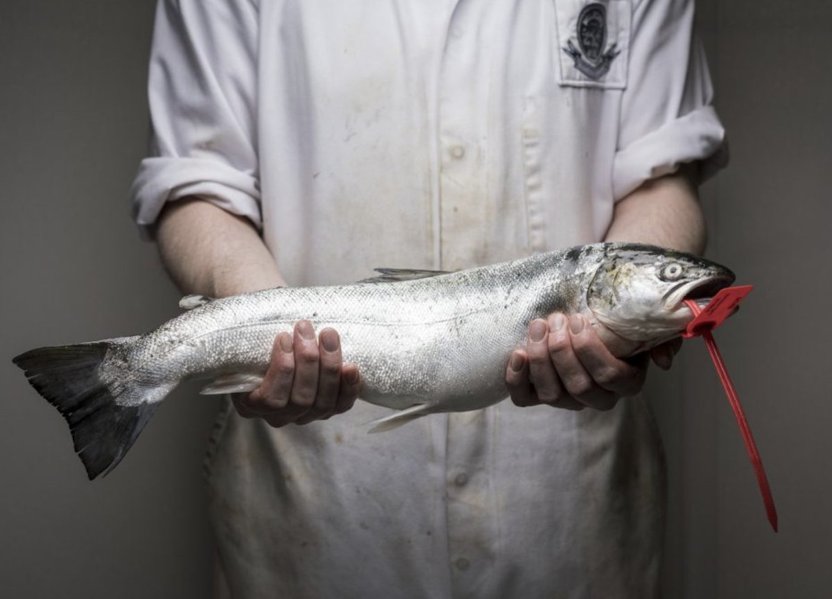 Master Fishmonger (@mfs_fishmonger) on Twitter photo To be a certified MFS Fishmonger shows a true commitment to the fish trade and to the future of our oceans. Visit masterfishmonger.co.uk and create your MFS account today!
#fishmonger #skills #skilled #tradition #commitment #filleter #fishmongers #seafood #educate #education To be a certified MFS Fishmonger shows a true commitment to the fish trade and to the future of our oceans. Visit masterfishmonger.co.uk and create your MFS account today!
#fishmonger #skills #skilled #tradition #commitment #filleter #fishmongers #seafood #educate #education