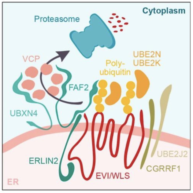 How Wnt production is regulated by the #Ubiquitin system: new study systematically identifies protein interaction partners of the Wnt cargo-receptor Evi/Wntless. Great work by <a href="/_LuWo/">Lucie Wolf</a> 

journals.biologists.com/jcs/article/do…

#Wnt #signaling
<a href="/J_Cell_Sci/">J Cell Science</a>