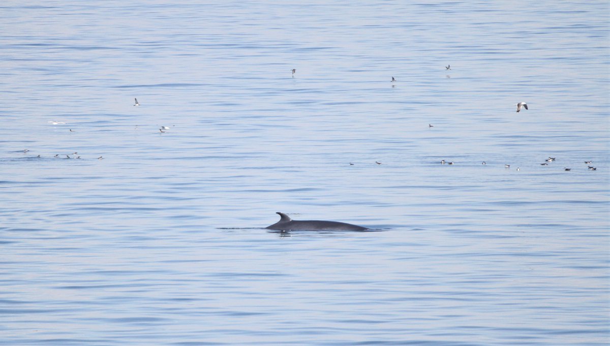 Some top notch #whalewatching from #RVCelticExplorer today as we entered #Galway Bay. Three Humpback Whales lunge feeding and tail fluking! Up to 20 Minke Whales and hundreds of Common Dolphins in the wider area also. A great end to the #WESPAS trip and in glorious sunshine too!