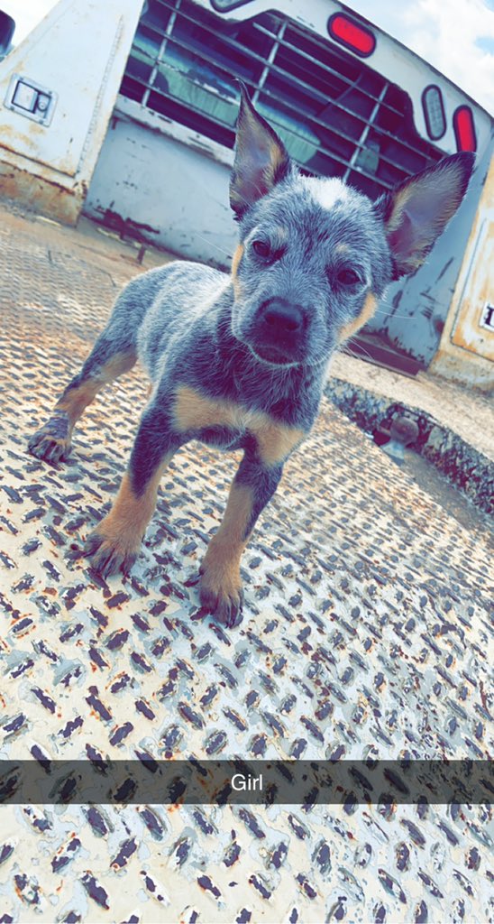 Dustinray789's tweet photo. Last three pups. Making a good deal on these to get them sold. Message me🔥 https://t.co/ck8UBk4JWk