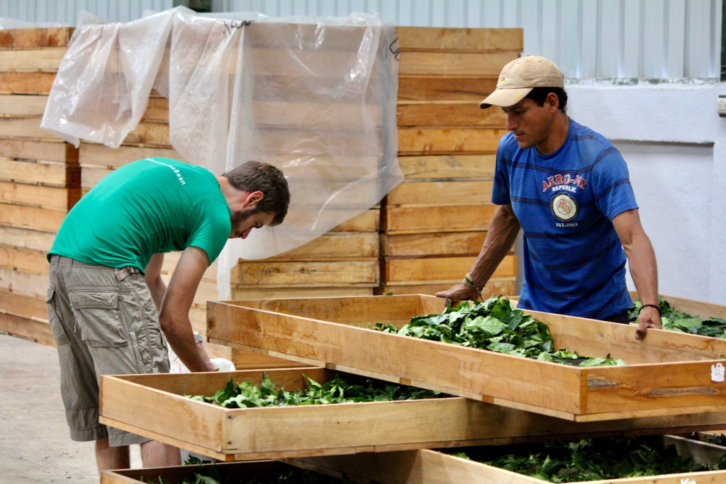 drinkwize's tweet photo. Co-founder @Arnaudpvl Checking out our freshly picked coffee leaves for the next delicious batch of Wize😍 Upcycled coffee leaves like these create year-round income and stability for farmers and farm employees in Nicaragua, that is our #WizeImpact. 🙌 https://t.co/DfW7hIi8tz