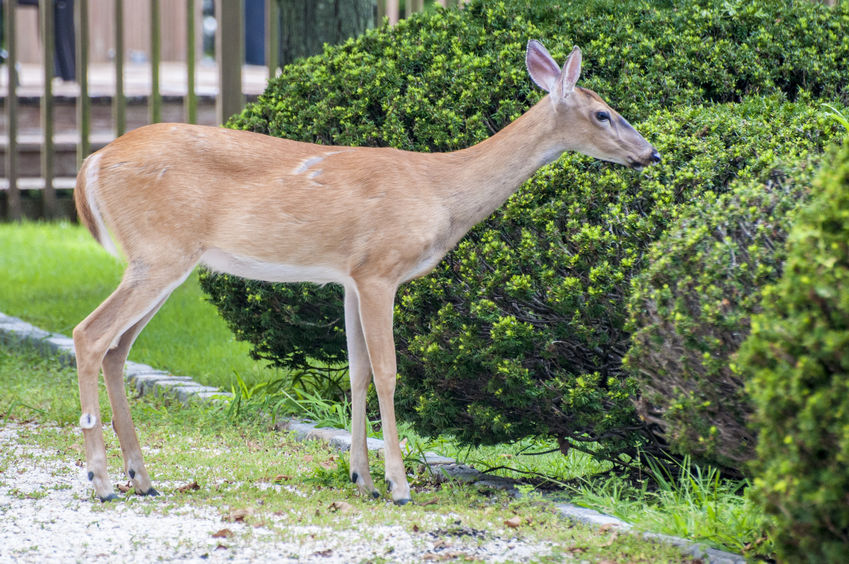 ForestTreeTX's tweet image. Does Bambi keep coming around to your landscape for dinner? Use these tricks to keep deer from eating your garden, lawn, trees, and shrubs!
foresttreeservicekingwood.com/4-ways-to-stop…
