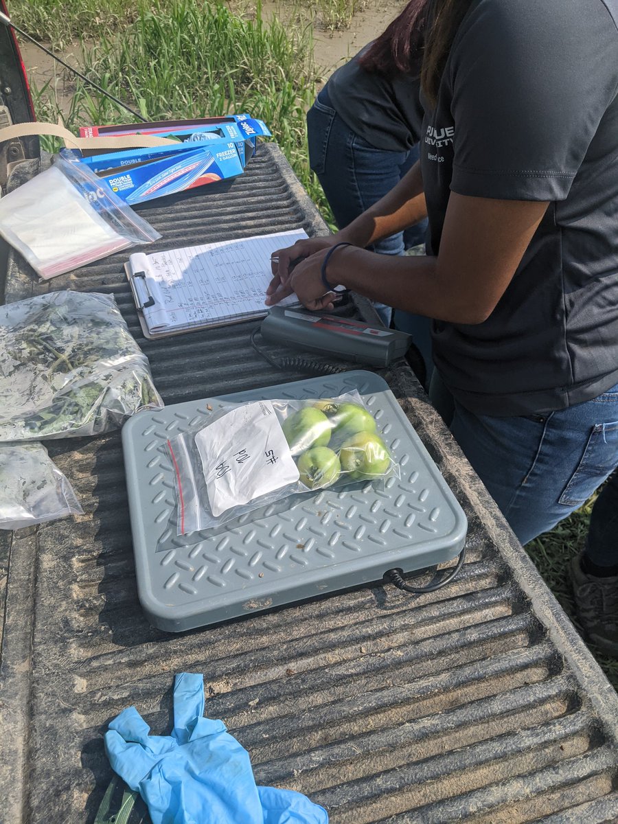 NCWeedScience's tweet photo. Data collected in this trial include visual crop injury, flower counts, vegetative and fruit fresh weight, and fruit number. Samples are transported on ice back to the lab and frozen until residue analysis is performed by our colleagues at the @MSStateChemLab. https://t.co/0WvcChnYOV