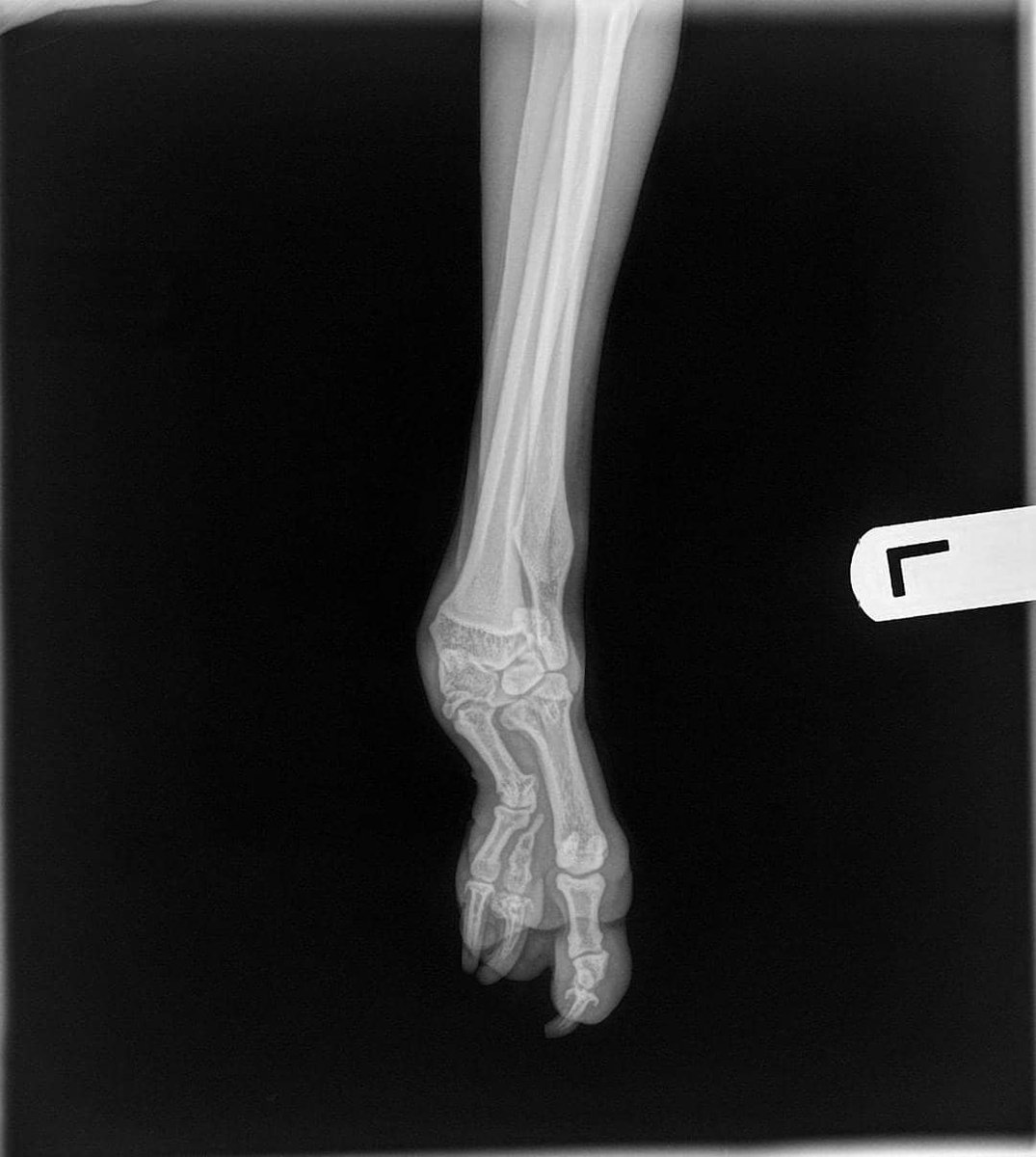 victorialily's tweet photo. Kicking off Alfie’s first birthday week with one of many of his hysterically cute facial expressions and sharing this totally awesome x-ray of his special paw. Can’t wait to celebrate your first year this weekend, little old man old man 💛 https://t.co/5voK9OmTOo