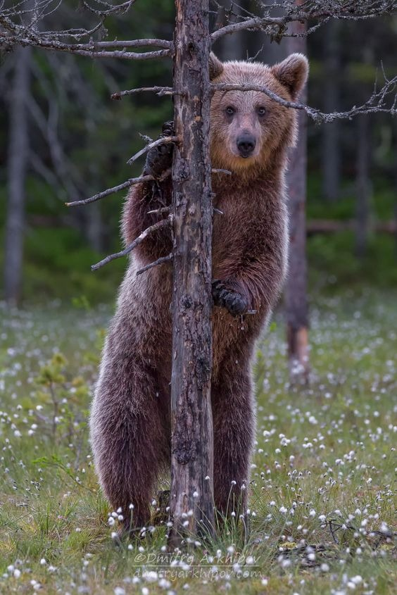 Unknow Cat (@iar) on Twitter photo 