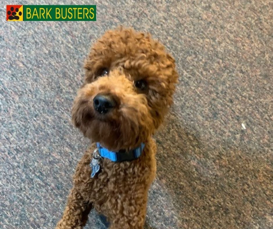 DogsinTucson's tweet image. Meet Bruno an adorable 15 month old #Labradoodle. He had his first lesson Friday and his parents were so proud as he did awesome. Such a quick learner. His #ResourceGuarding, #Barking, Leash Issues, #Toileting in the house and Food Aggression will be a things of the past soon.