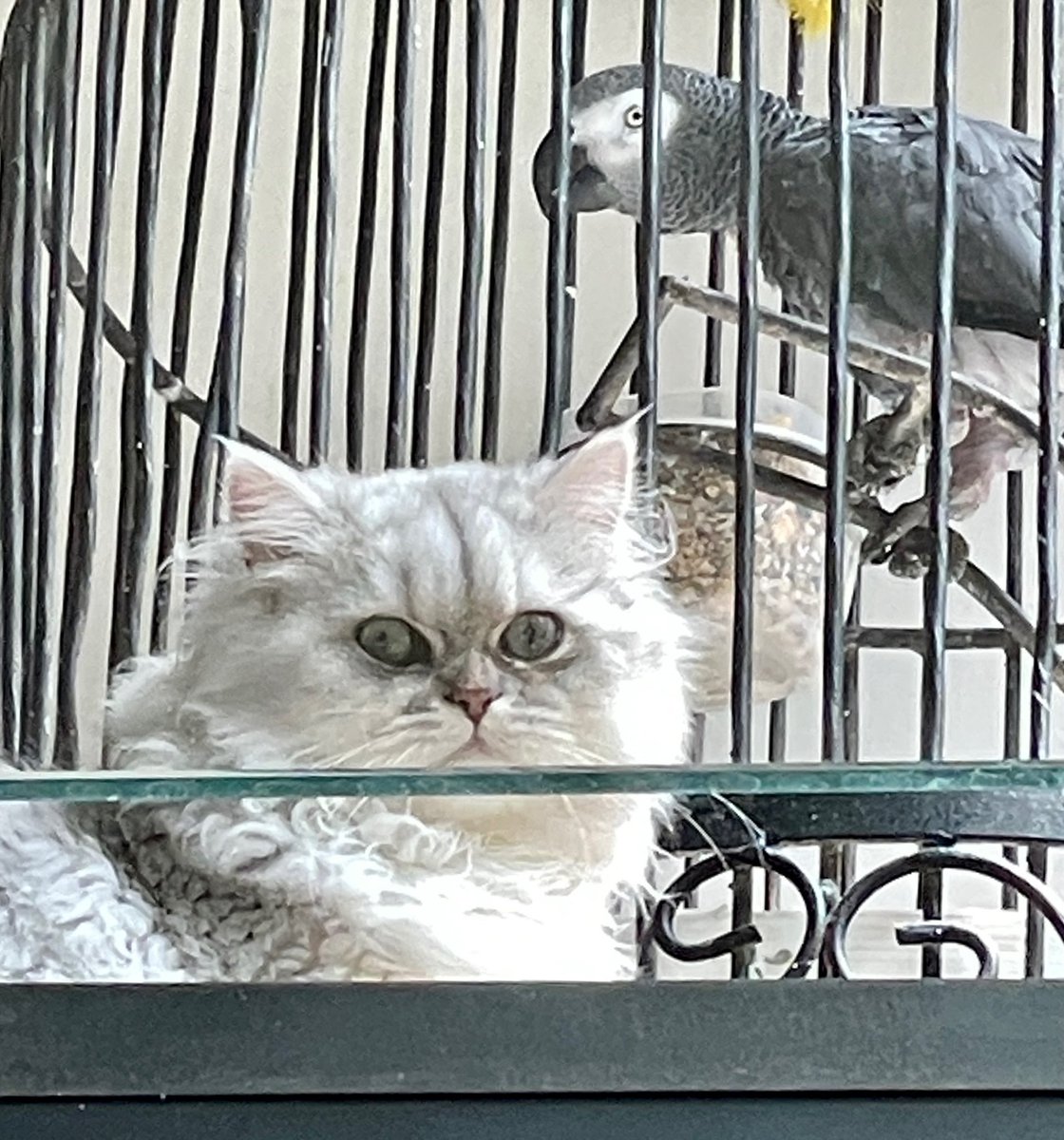 Nancy Bass Wyden tweet media