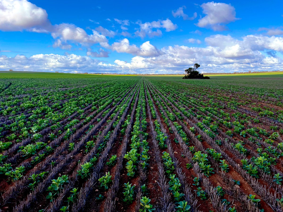 SeanM_DMAg_SA's tweet photo. First time Faba bean grower pumping some N into the system with these healthy root systems. Dry sown with a double rate of peat slurry into paddocks with a vetch / lentil background.
Happy days π§π±β
https://t.co/91uyoulFYm