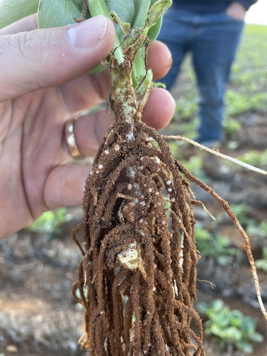 SeanM_DMAg_SA's tweet photo. First time Faba bean grower pumping some N into the system with these healthy root systems. Dry sown with a double rate of peat slurry into paddocks with a vetch / lentil background.
Happy days π§π±β
https://t.co/91uyoulFYm