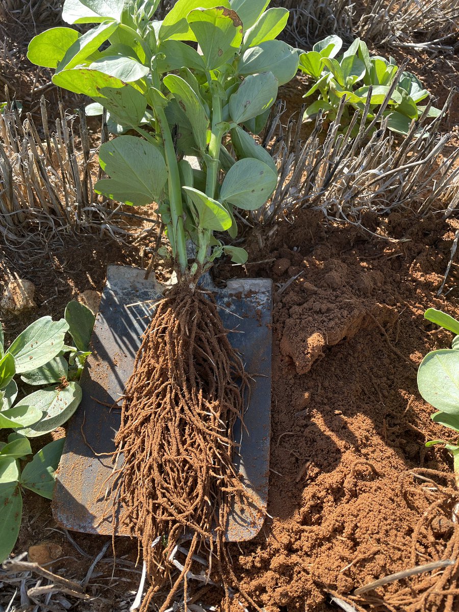 SeanM_DMAg_SA's tweet photo. First time Faba bean grower pumping some N into the system with these healthy root systems. Dry sown with a double rate of peat slurry into paddocks with a vetch / lentil background.
Happy days π§π±β
https://t.co/91uyoulFYm