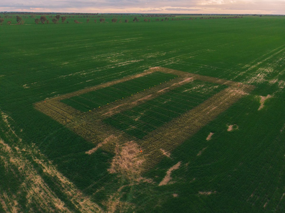 Independent Rural tweet media