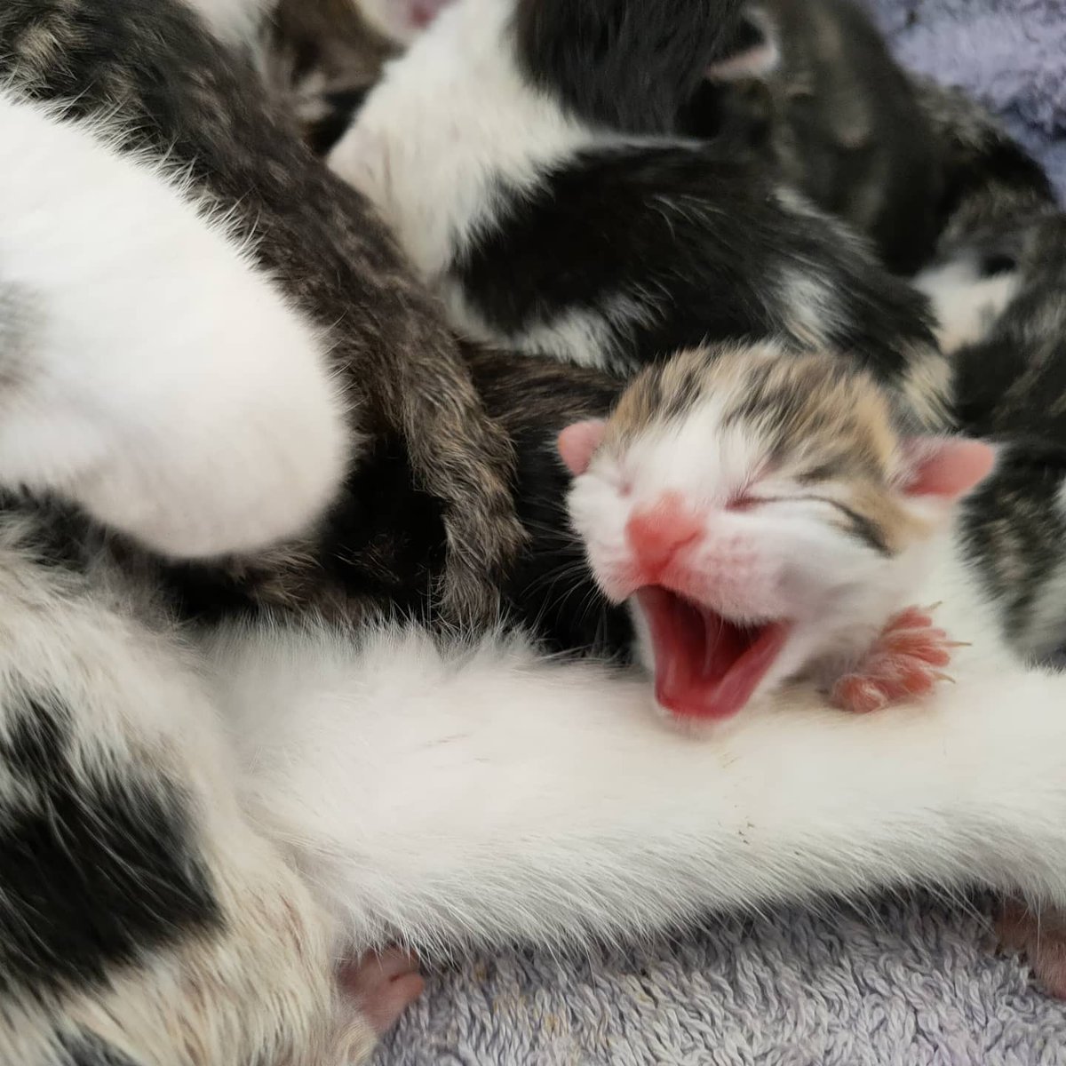 Flick gave birth to 7 babies on Saturday morning, unfortunately we lost the smallest one today but for now the others seem active and Flick is an excellent mum.#AdoptDontShop #kittensoftwitter #kittens #newmum