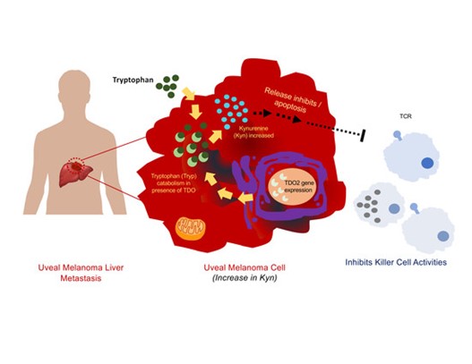 Cancers MDPI (@cancers_mdpi) on Twitter photo 🧐Check out #Article "Expression of Tryptophan 2,3-Dioxygenase in Metastatic #Uveal #Melanoma"
Find Full-Text👉mdpi.com/2072-6694/12/2…
👥by Mizue Terai, Eric Londin et al. <a href="/JeffersonUniv/">Thomas Jefferson University</a>
metastatic uveal melanoma; liver metastatic 🧐Check out #Article "Expression of Tryptophan 2,3-Dioxygenase in Metastatic #Uveal #Melanoma"
Find Full-Text👉mdpi.com/2072-6694/12/2…
👥by Mizue Terai, Eric Londin et al. <a href="/JeffersonUniv/">Thomas Jefferson University</a>
metastatic uveal melanoma; liver metastatic