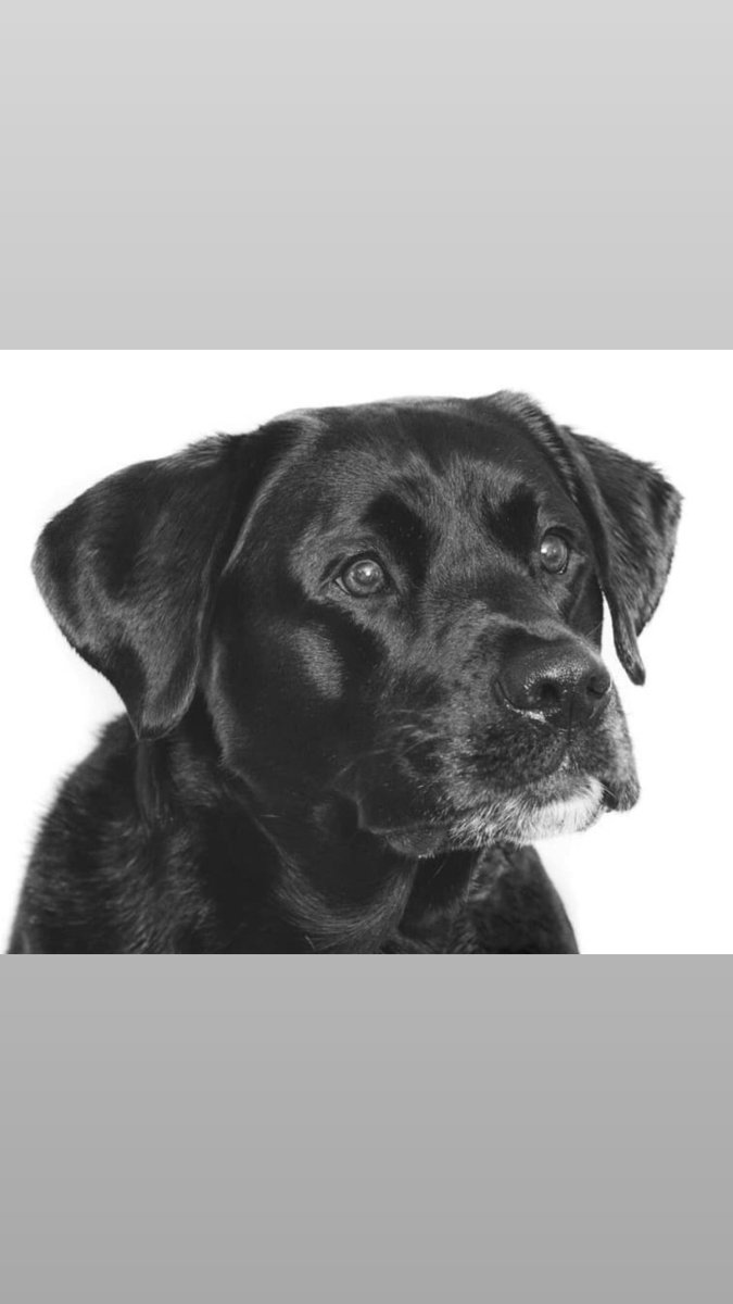 Mother_Bee's tweet photo. Our hearts a broken, our loyal Mother Bee mascot Lennon has crossed over the rainbow bridge 🌈
•
The office won't be the same without him but we are so grateful for the years he blessed us with, rest easy my friend 🖤
•
#motherbeeonline #motherbee #dogsofinstagram https://t.co/MfKsiVnw9h