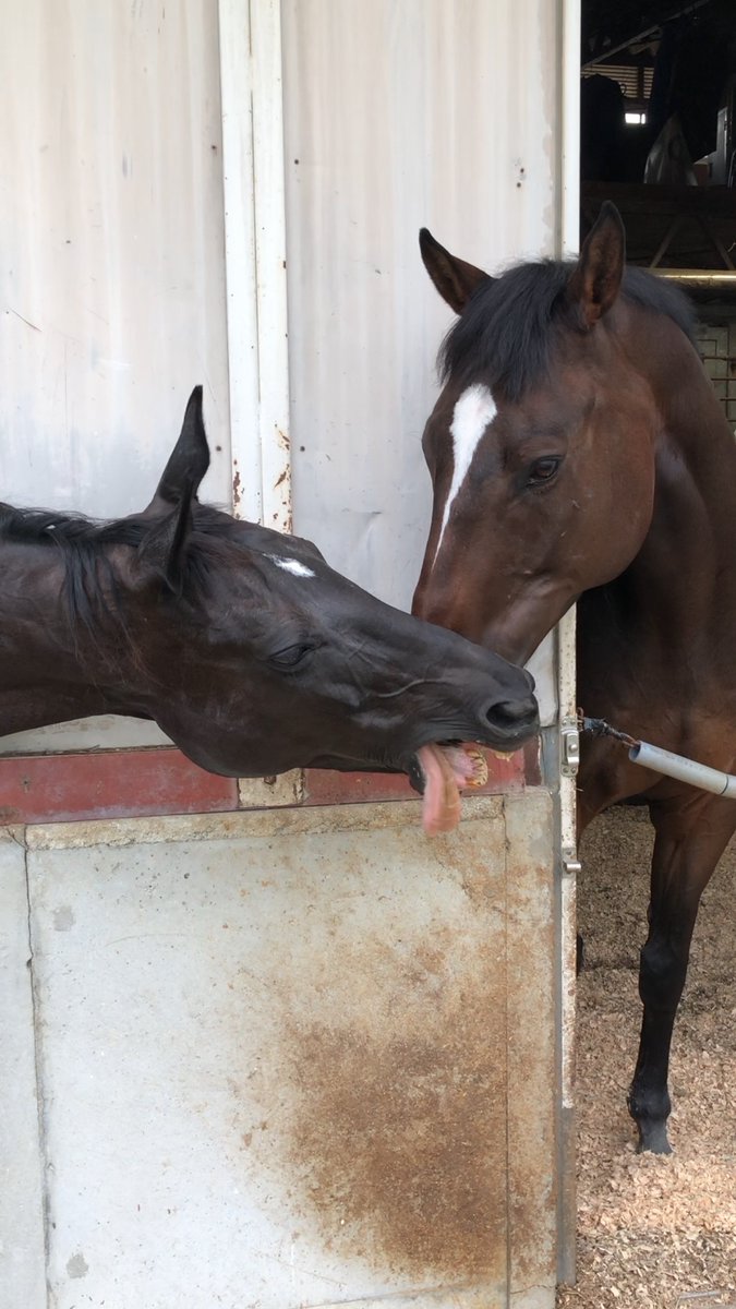 大阪市立大学馬術部 新歓21 Uma Uma Ocu21 Twitter