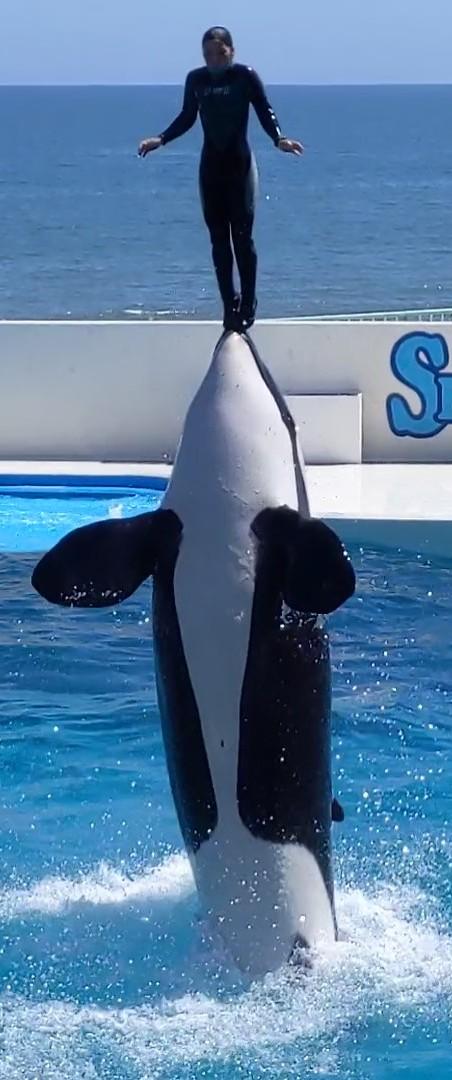 まぁくん Boboospkpwhg7px Twitter