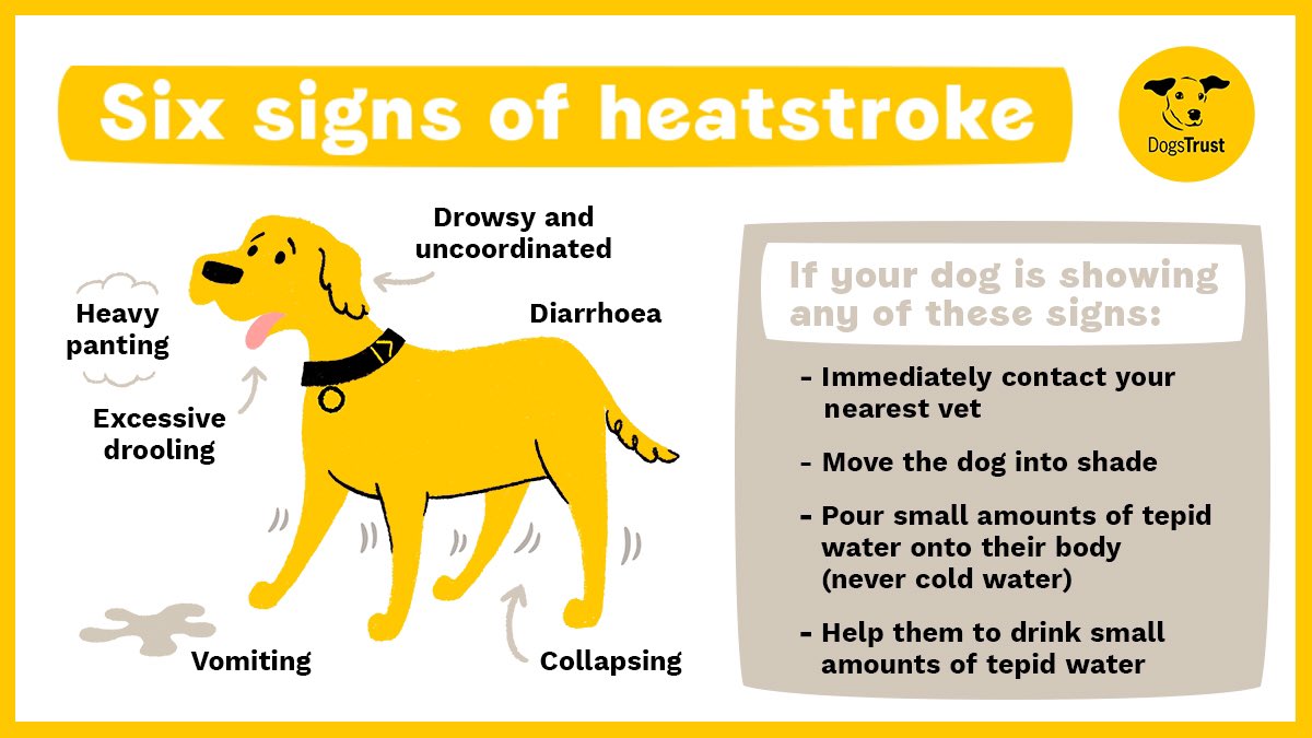Stay safe. Be aware! 
#HEATWAVE #heatwaveuk #KeepDogsCool #CoolToBeKind #Dogs #ADogIsForLife 💛🐶💛