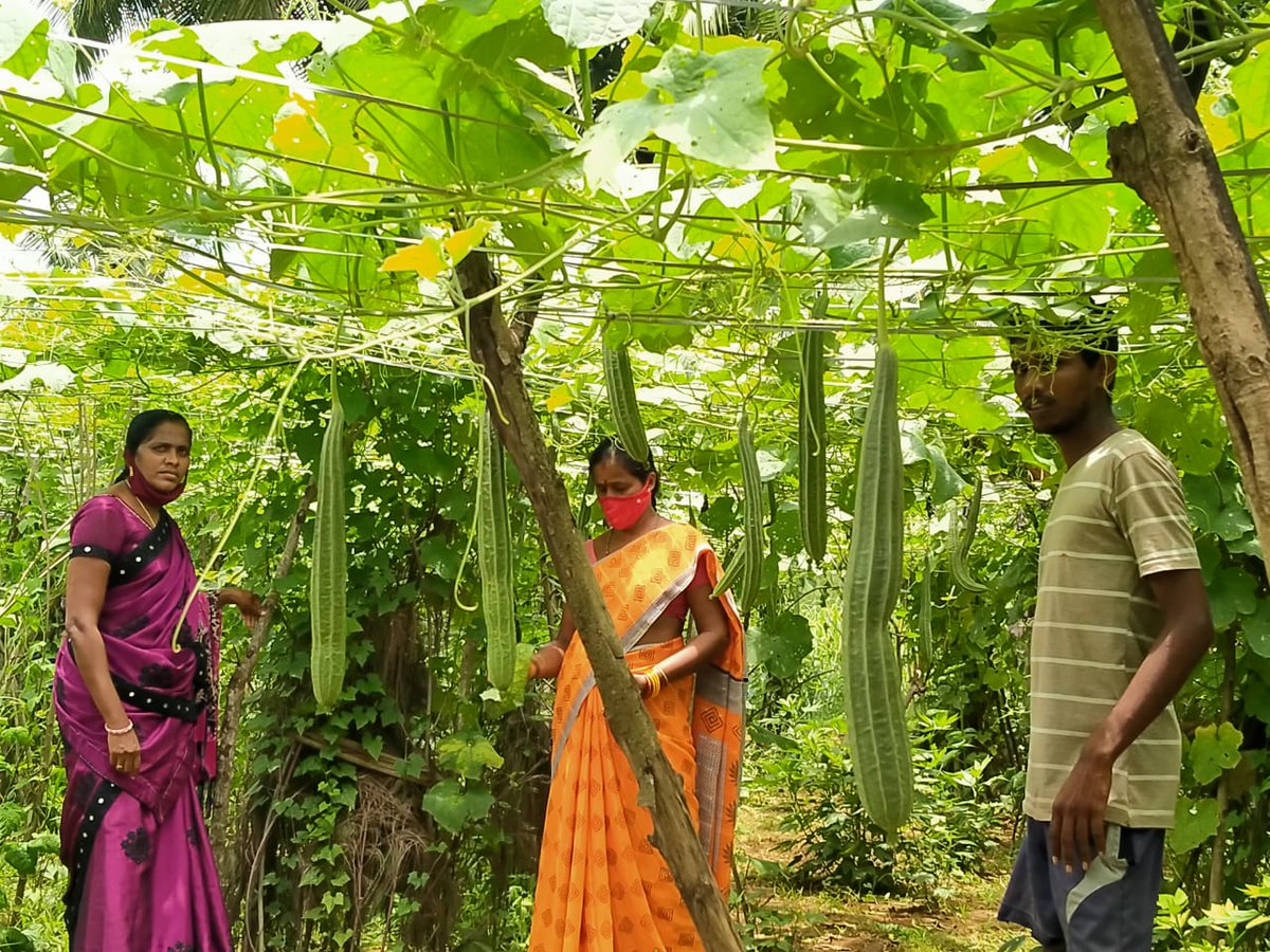 Devudamma's beautiful #nutritious kitchen garden has 18 different #vegetables growing. Her natural farming practices have made her a role model in Latchannapalem village in @vizaggoap . @NFCoalition @rajbudithi65 @FAO #selffarming #nochemicals #bringbacksoil #farmingissolution