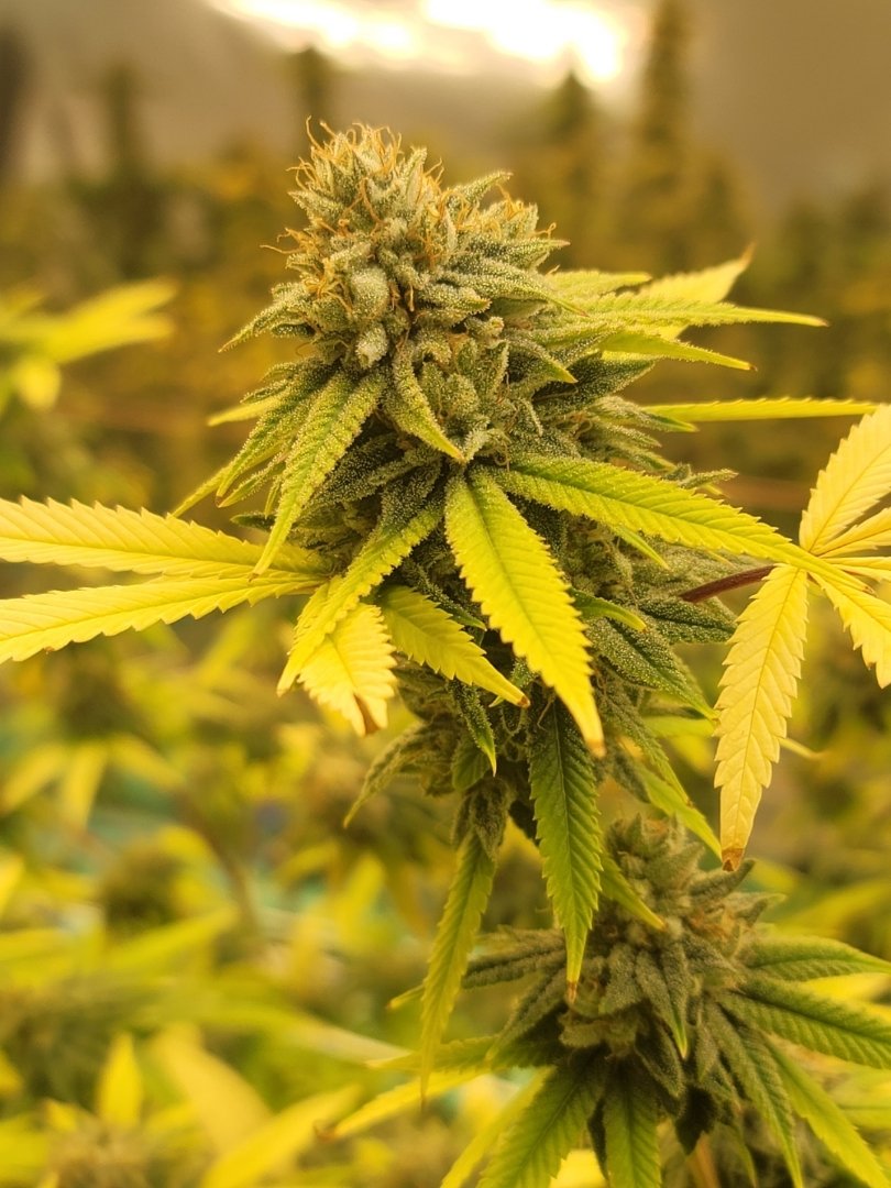 Cherry Garcia Anyone?