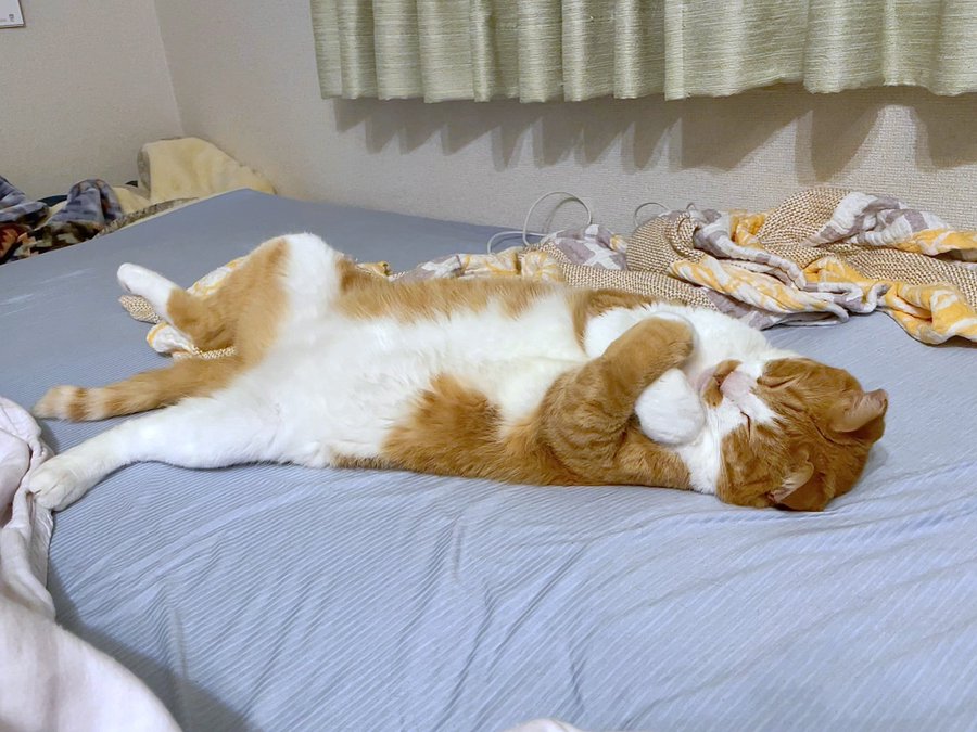 王者の風格 猫さまの本日のご様子です ご査収ください 7選 21年7月28日 Biglobeニュース