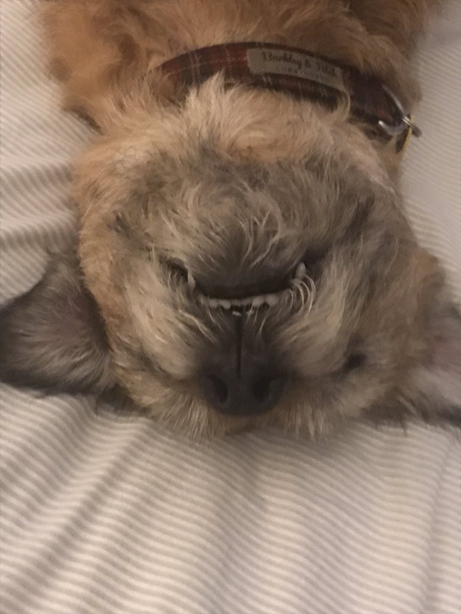 TedtheBorder13's tweet photo. Monday morning https://t.co/G4CJvarEMP