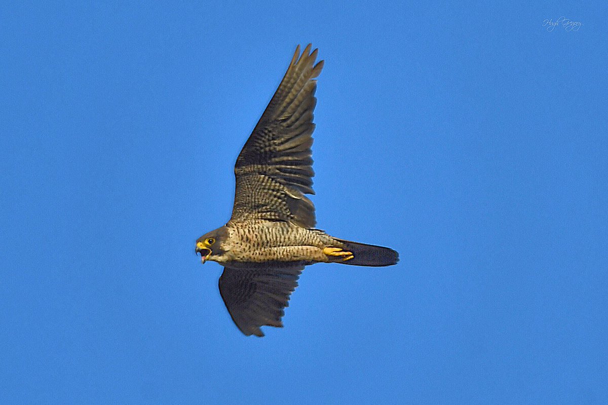 Hughgregory13's tweet photo. Out before the heat today….  Peregrine, Buzzard and Linnet near Caldicot and young Sedge Warbler at Magor Marsh https://t.co/frboEp5whS