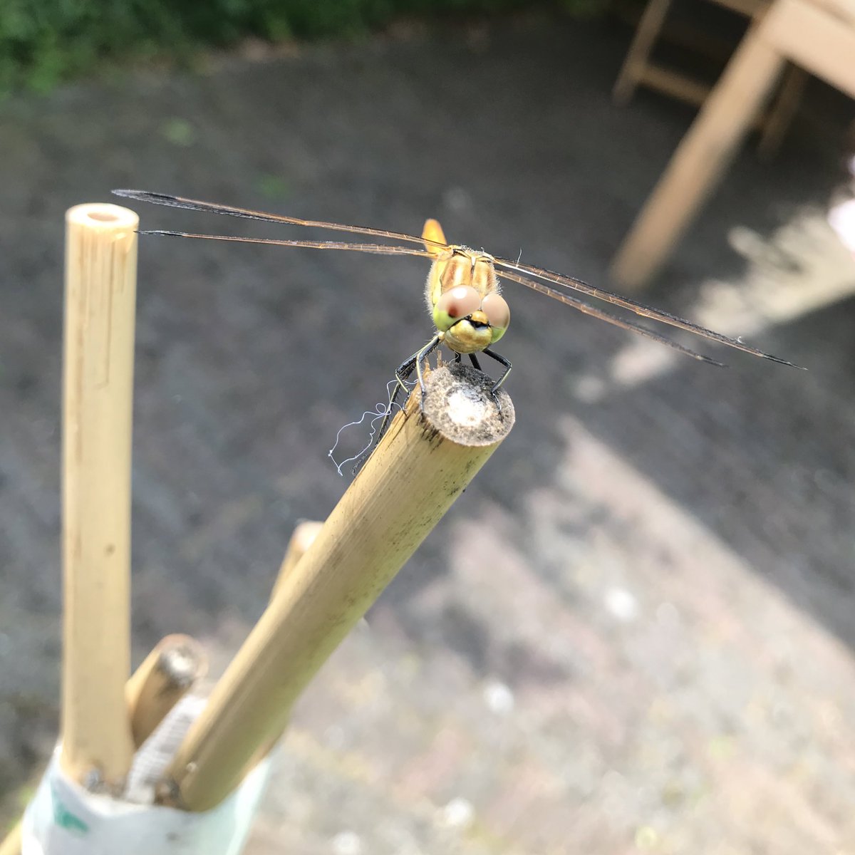 Hi!