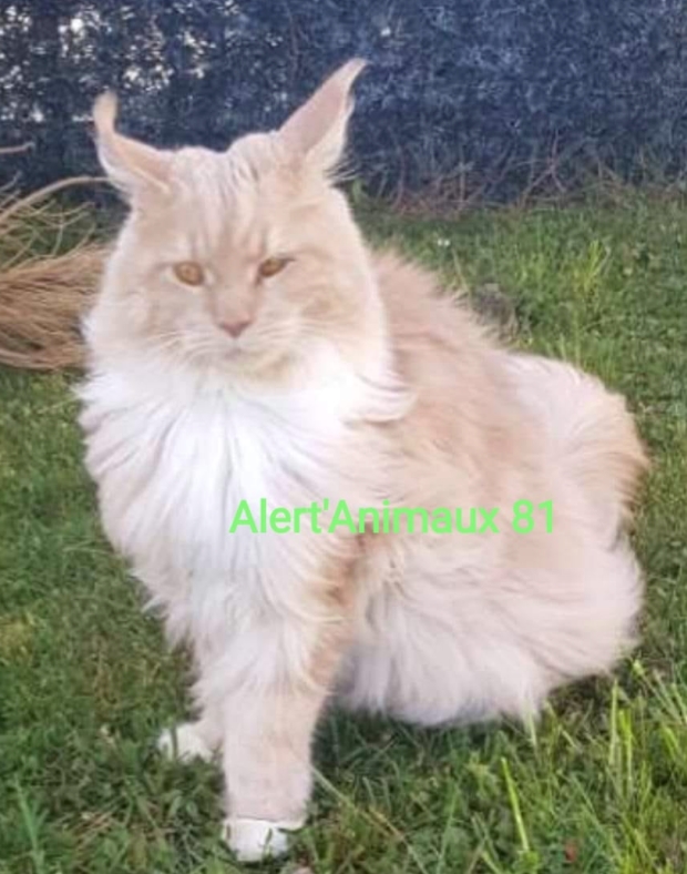 MissingTarn81's tweet photo. 19.07.21 Perdu chat Main Coon roux/blanc à Montfa (Fournials). "Q-Pidon". Pucé. Tél : 06 32 54 61 87 #Tarn https://t.co/hbOfQyec8K