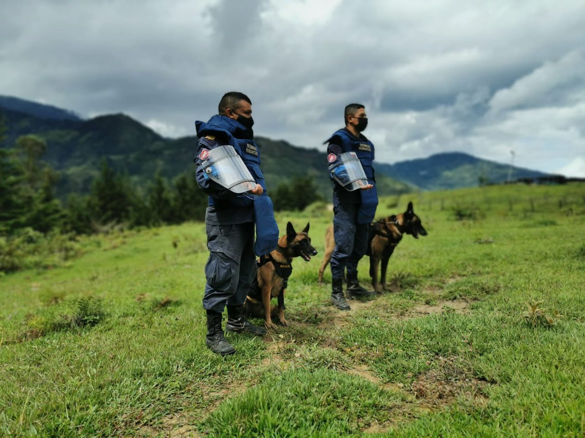 COL_EJERCITO's tweet photo. Nuestros caninos Akira y Adán, junto con soldados del Batallón de Ingenieros de Desminado Humanitario N. º 3, tendrán la misión de descontaminar 5.000 metros cuadrados del municipio de Suratá #Santander que presentan sospecha de minas antipersonal.

#GarantesDelDesarrollo https://t.co/PRmu3wtSYm