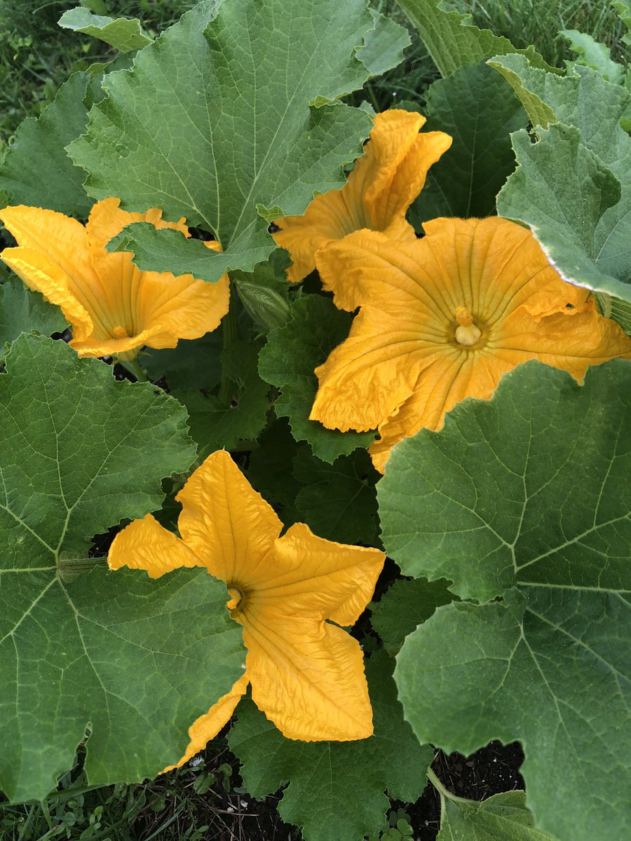 rabower's tweet image. #pumpkinflowers #homegarden