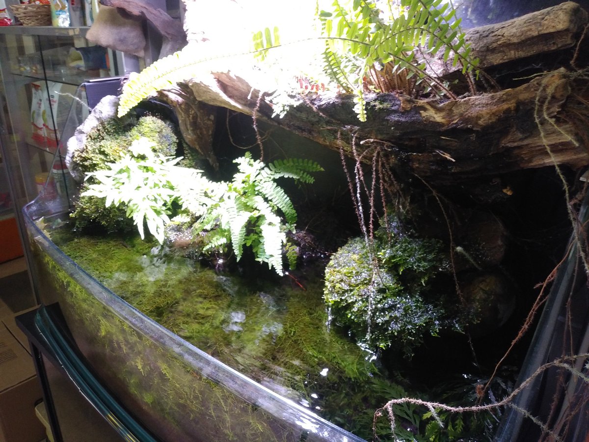 田中金魚 ウィローモスが蔓延ったレイアウト水槽をちょっとスッキリさせよう と 気付いたら水中のウィローモス殆ど撤去してしまいました ま いっか ってことで只今ヌマエビさんと琥珀光メダカさんが游いでおります アクアリウム 流木 苔 羊歯