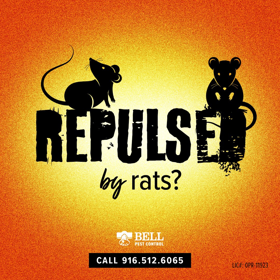 BellPestControl's tweet image. If you are repulsed by #rats and need help out your home with #pestcontrol we can help you out. We even do #exclusion work to help stop the rats from entering your home. #bellpestcontrol #Sacramento