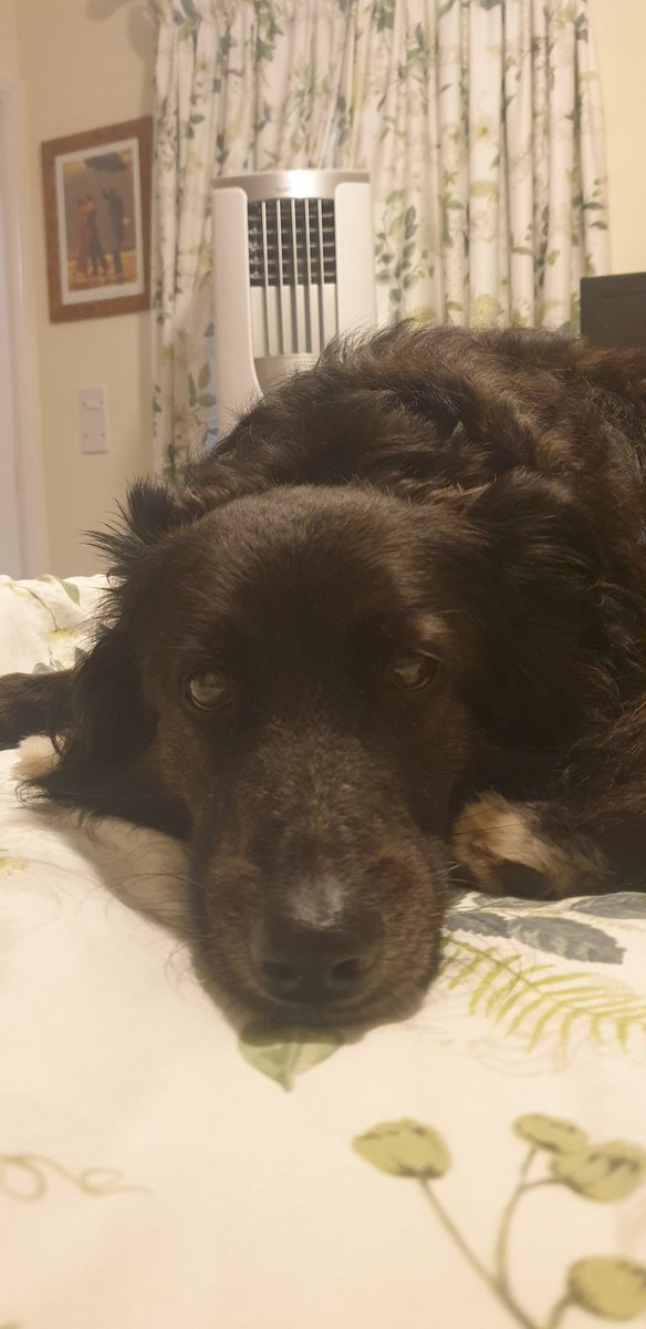 flump54321's tweet photo. @DogsTrust Takes herself to the bedroom, lays on the bed directly in front of the flow from the air con unit ... Collie Crosses know their stuff! 😂 https://t.co/N7SKjCGkPq