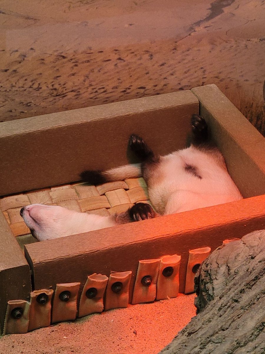 NEWZOOGB's tweet photo. Jenson giving us #CaseOfTheMonday vibes.
Anyone else wishing you could've slept in today? https://t.co/PxcRyA0TgK