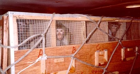 Long-tailed macaques in airline cargo crates; credit Cruelty Free International