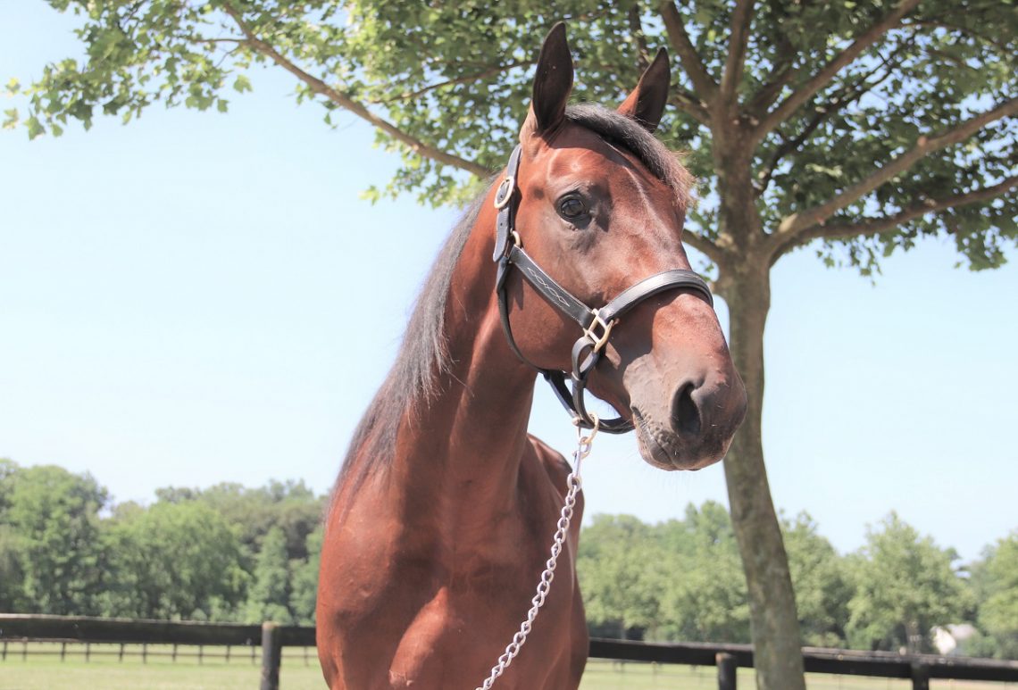 TheMeadowlands's tweet photo. 𝓗𝓪𝓶𝓫𝓵𝓮𝓽𝓸𝓷𝓲𝓪𝓷 𝓟𝓻𝓸𝓼𝓹𝓮𝓬𝓽 𝓟𝓻𝓸𝓯𝓲𝓵𝓮

𝐉𝐨𝐡𝐚𝐧 𝐏𝐚𝐥𝐞𝐦𝐚
Yannick Gingras

🔹 1:53.2, $394,278
🔹 Dominated Yonkers Trot in 1:55
🔹Yannick Gingras seeks first Hambo

#playbigm #hambo21 #harnessracing Ken Weingartner Photo https://t.co/n4KjaaFm4R