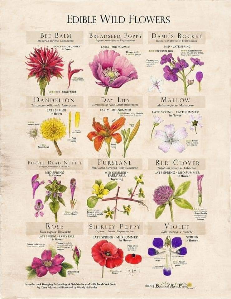 AlleynCourtFrst's tweet photo. Is it a weed? - Food for thought #FamilyForaging https://t.co/MltZrF03I1