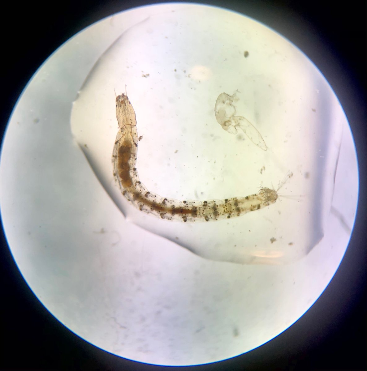 KawarthaConserv's tweet photo. Microscope Monday
This week's #Microscope Monday feature is the Chironomid, commonly called midges. They are tolerant of pollution and indicate poor/degrading water quality.
#KawarthaIWM #WatershedScience #Benthics https://t.co/tSNCsfbEKq