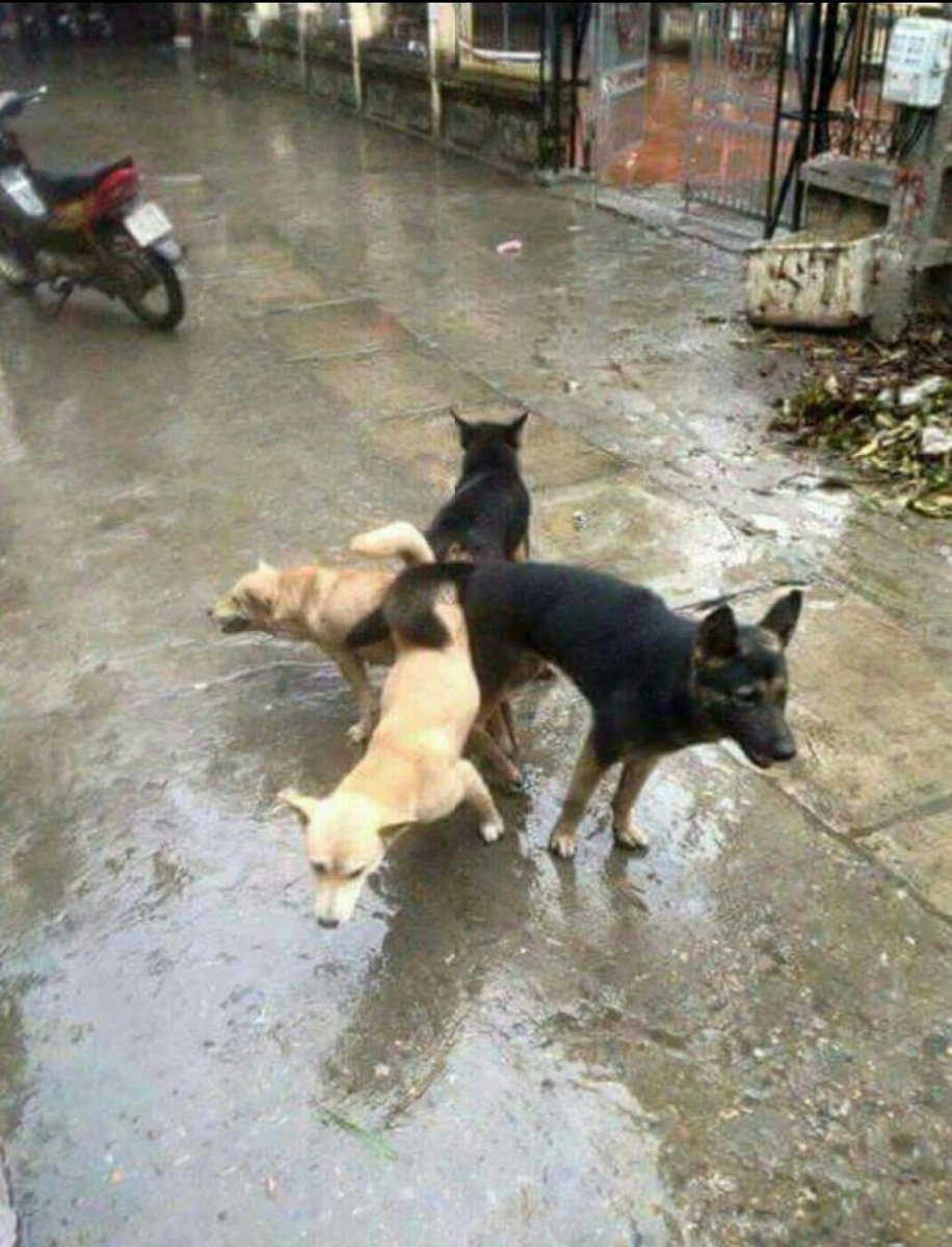 ITroubled's tweet photo. Four head Dog https://t.co/76dpXbrfdB