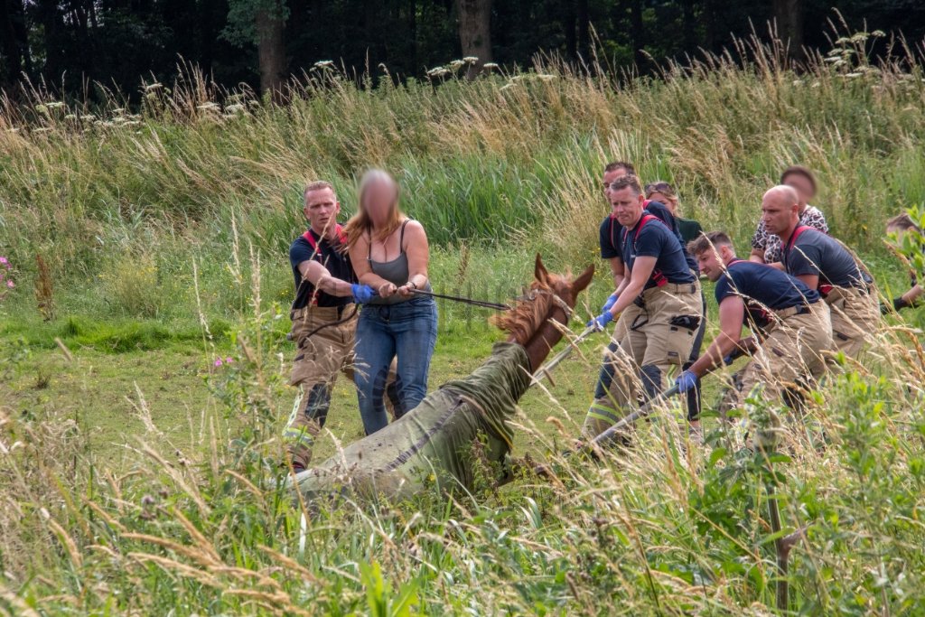Schiedam - Brandweer haalt paard uit de sloot: ?