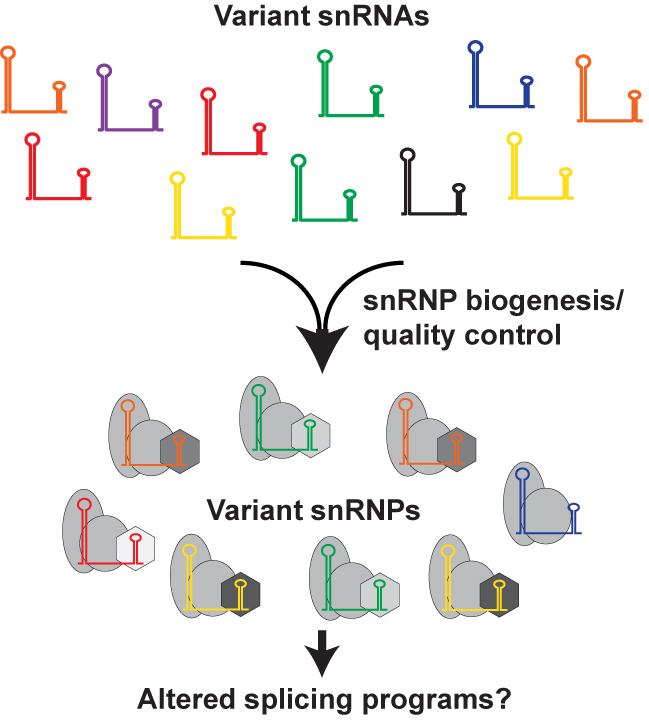 Human cells lines and tissues differentially express small nuclear RNA sequence variants that assemble into snRNPs and spliceosomes. Thus, variant snRNAs may direct alternative splicing programs bit.ly/36DjbbM