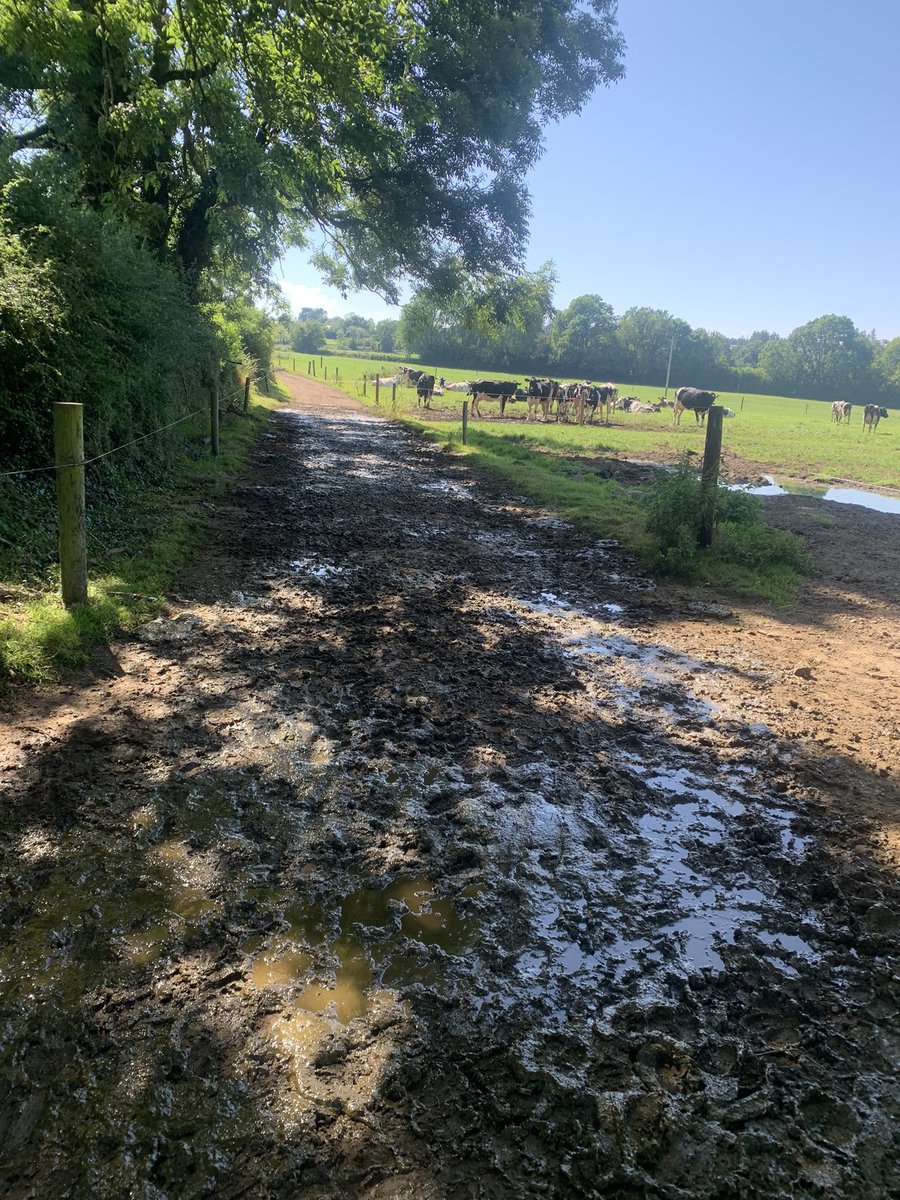 Brklydairysol's tweet photo. Feckin robot cows ffs lovely fields to lay down in but NO this is the coolest place to hang out the last 2 days #ladycows #heatwave #coolspot #teamdairy https://t.co/R0nIW1BNCx