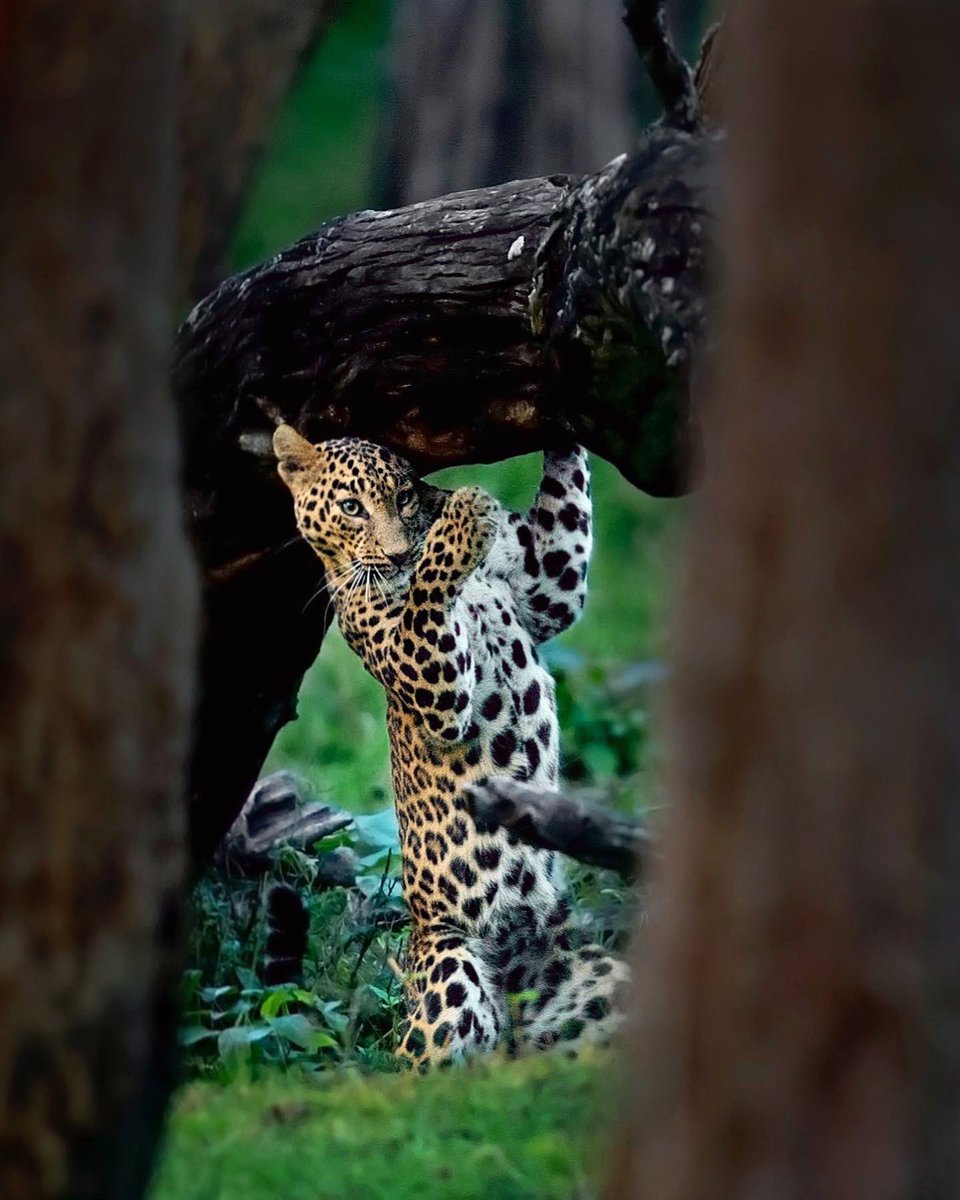 Marble, the Leopard Queen
.
An epitome of feline grace and beauty, one of the most beautiful Leopards that I have ever seen.
.
#leopard #kabini #bigcat #feline #wildlife #nature #monsoon #mithunhphotography #privatesafari