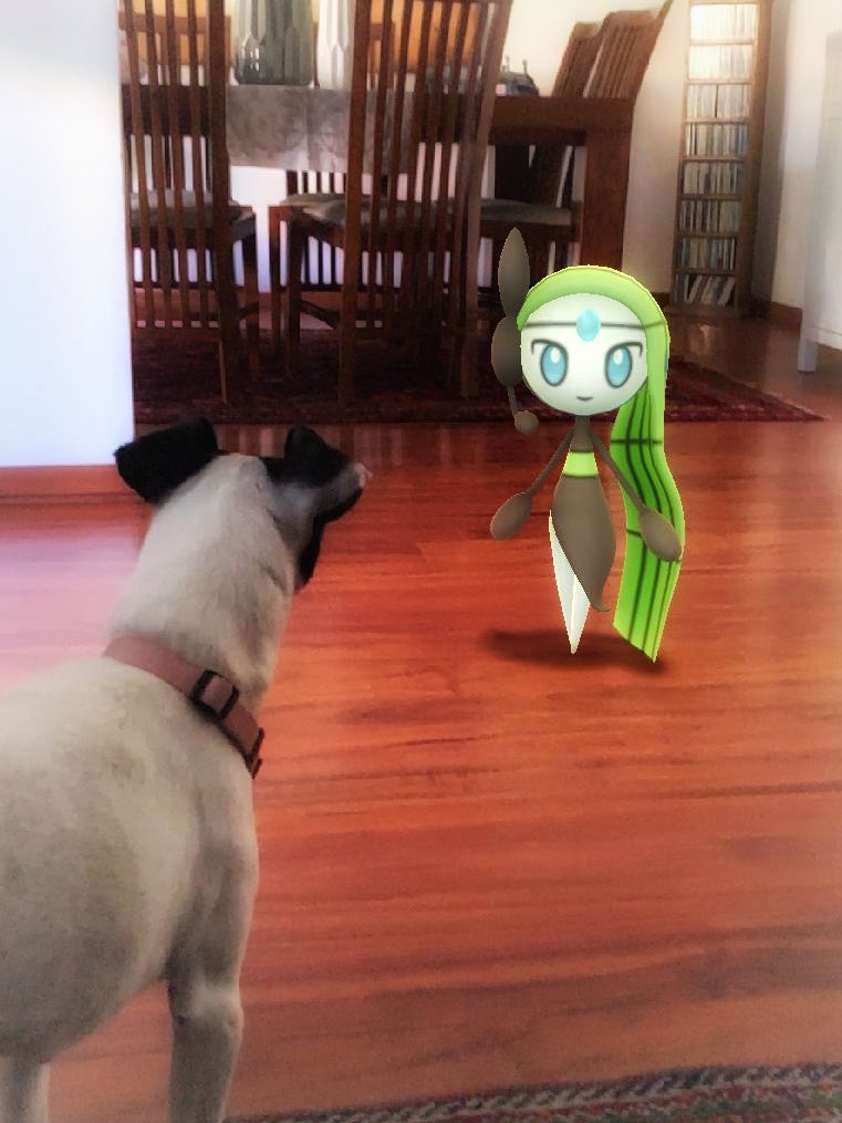 nicoshinx's tweet photo. Cuando tu mascota conoce a meloetta #PokemonGo #PokemonGOFest2021 #pokemongofest #Pokemon #PokemonGO5YearAnniversary #pokemongophoto https://t.co/6Wi9ecnZwE