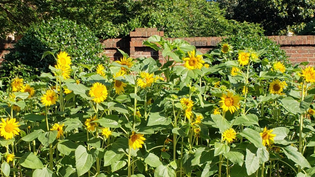 SLNC Government & Heritage Library (@foreverythingnc) on Twitter photo #MondayMotivation "This is a wonderful day. I've never seen this one before." Dr. Maya Angelou, May 17, 2013.
Image: Sunflowers outside the North Carolina Executive Mansion. Photo by <a href="/StateLibraryNC/">State Library of North Carolina</a> staff, June 2019. #MondayMotivation "This is a wonderful day. I've never seen this one before." Dr. Maya Angelou, May 17, 2013.
Image: Sunflowers outside the North Carolina Executive Mansion. Photo by <a href="/StateLibraryNC/">State Library of North Carolina</a> staff, June 2019.