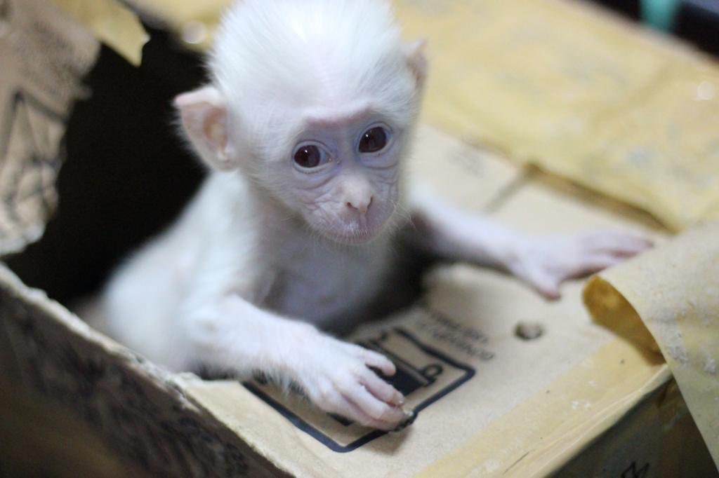 warrenellis13's tweet photo. This is Elsa when she was rescued in 2017. She was inbred albino and can’t survive in the wild. She will live in @ellisparksumatra with Anna her sister https://t.co/bpXwZiCBt1 is where it’s at kids https://t.co/Iwp95UloFE