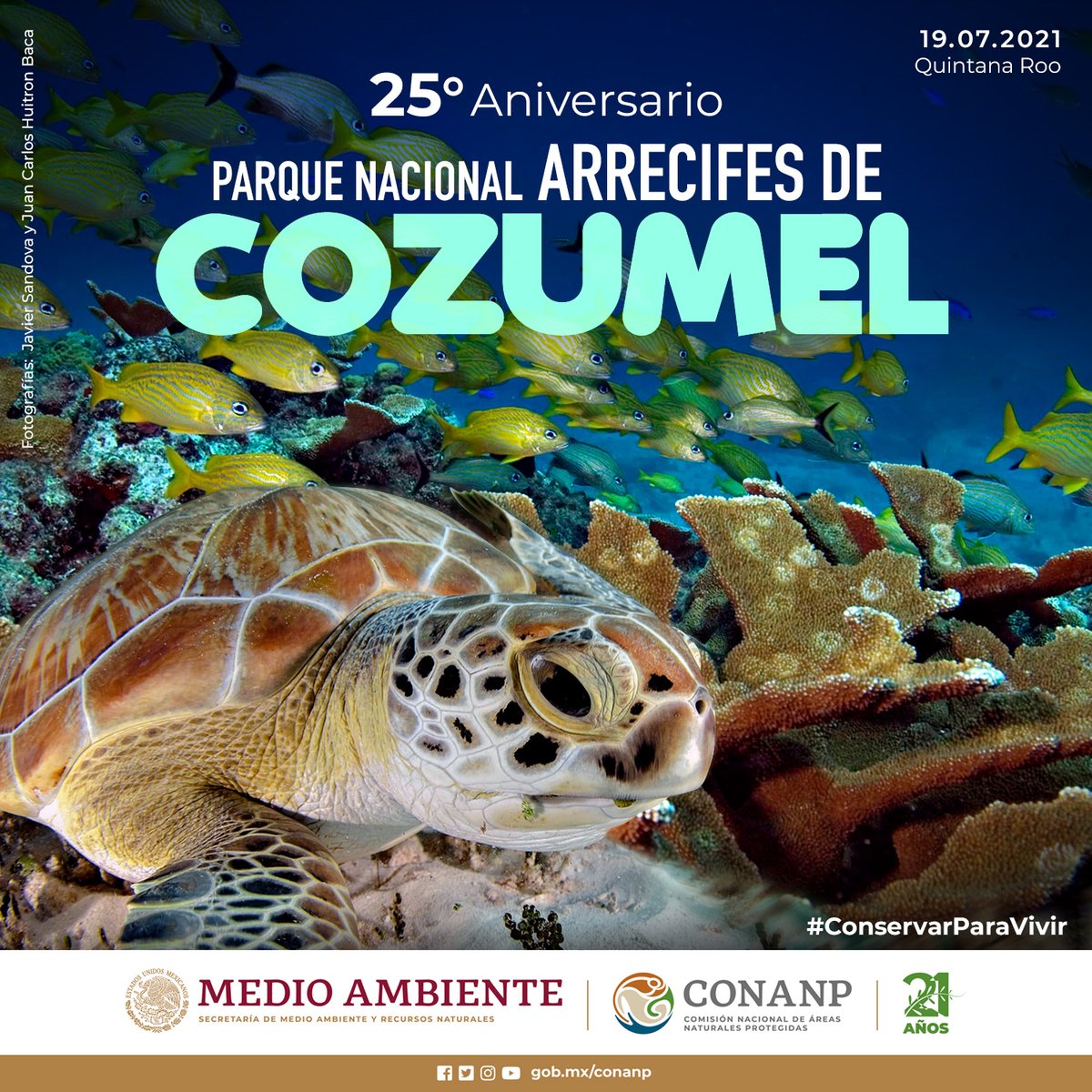 El Parque Nacional Arrecifes de Cozumel, en Quintana Roo, alberga una comunidad coralina de las más diversas y complejas en los mares. Funge como reservorio de especies de flora y fauna marinas como las tortugas marinas (verde, caguama y carey). #ConservarParaVivir 🌿🌊🐢🐙🐠🦀🏝️