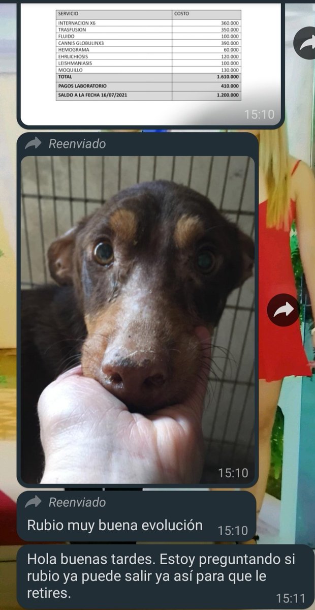 griselda_sil's tweet photo. @defensanimalpy pueden ayudarle a #Rubito a buscar una familia ❤️😍🏡 https://t.co/ZVm4r85OFC
